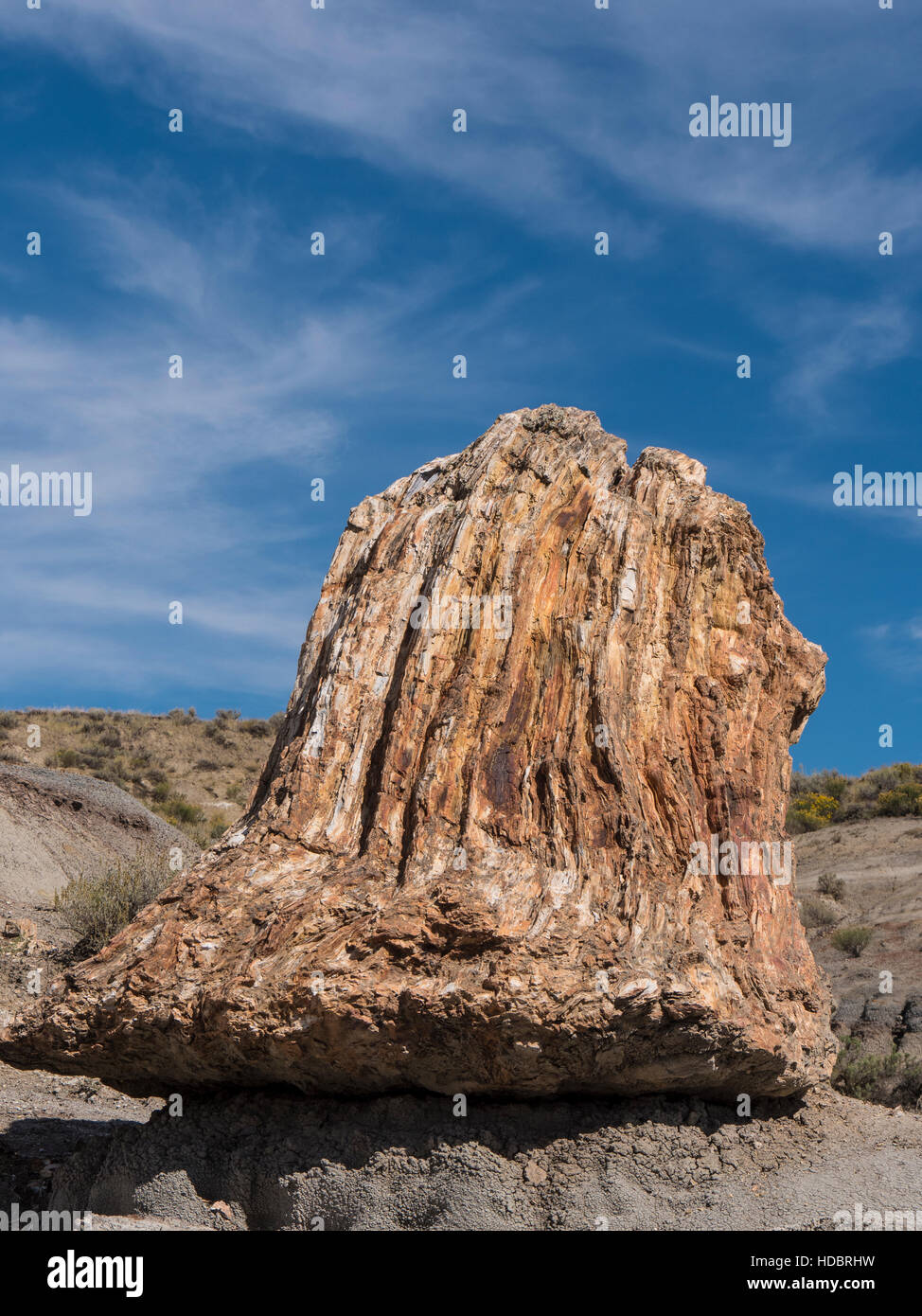 Petrified wood stump, North Petrified Forest, South Unit, Theodore