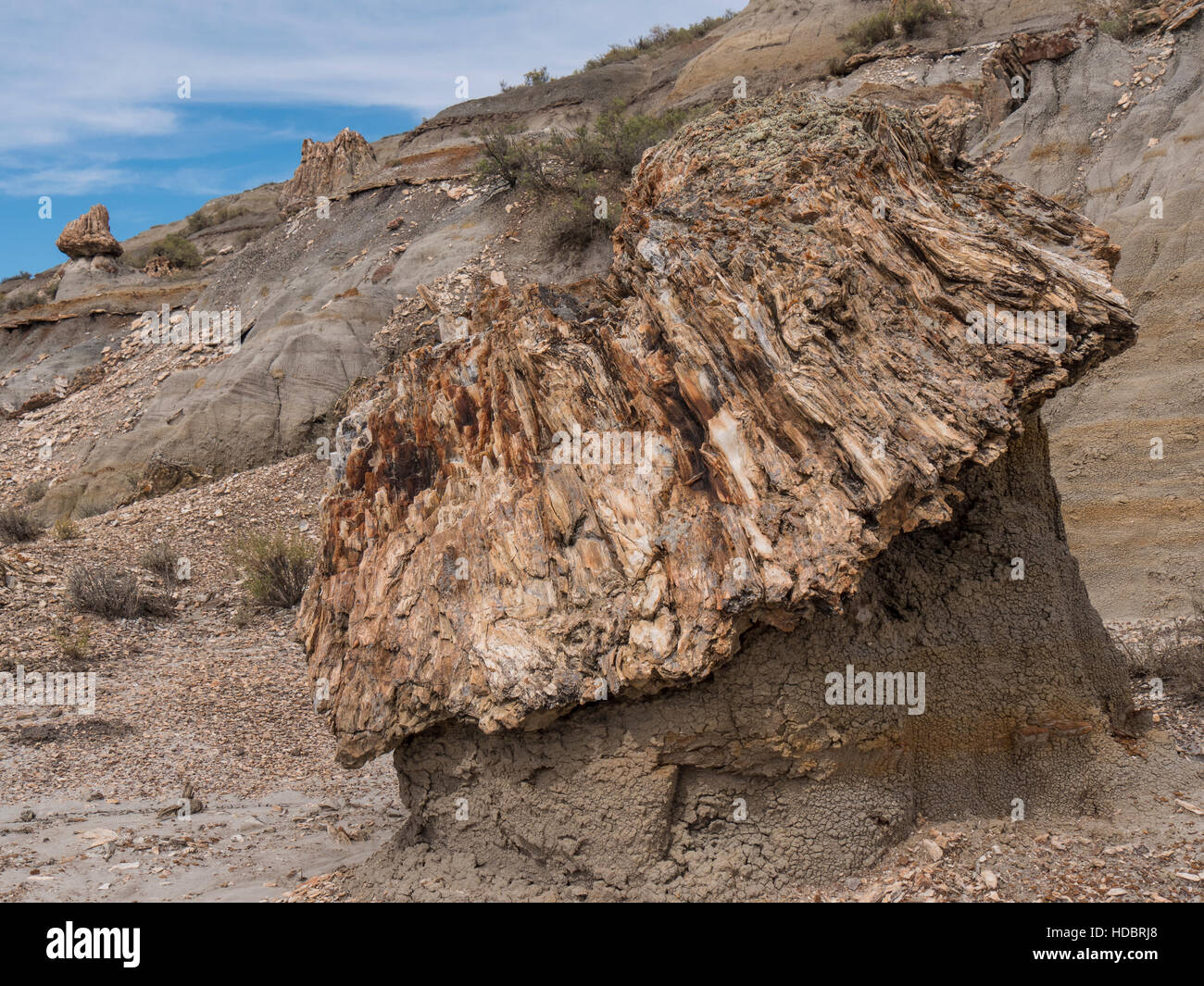 Petrified wood stump, North Petrified Forest, South Unit, Theodore