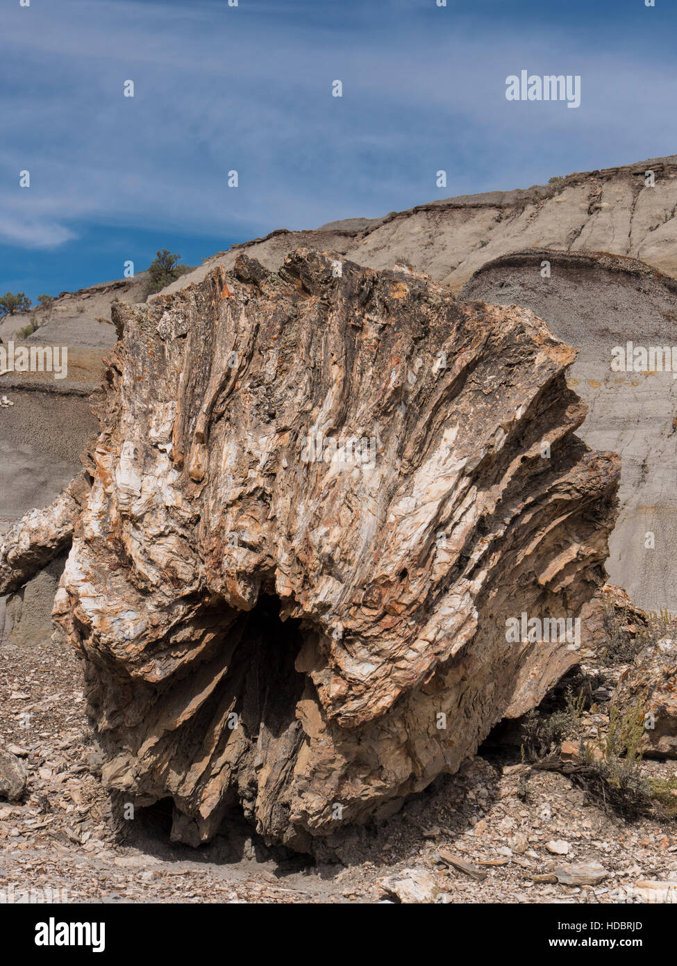 Petrified wood stump, North Petrified Forest, South Unit, Theodore