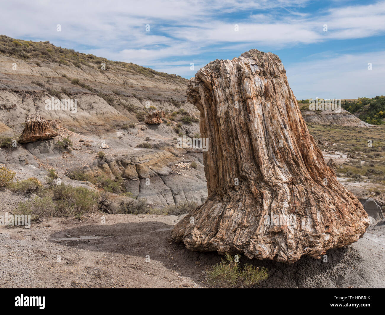 15+ Petrified Wood Tree Stump