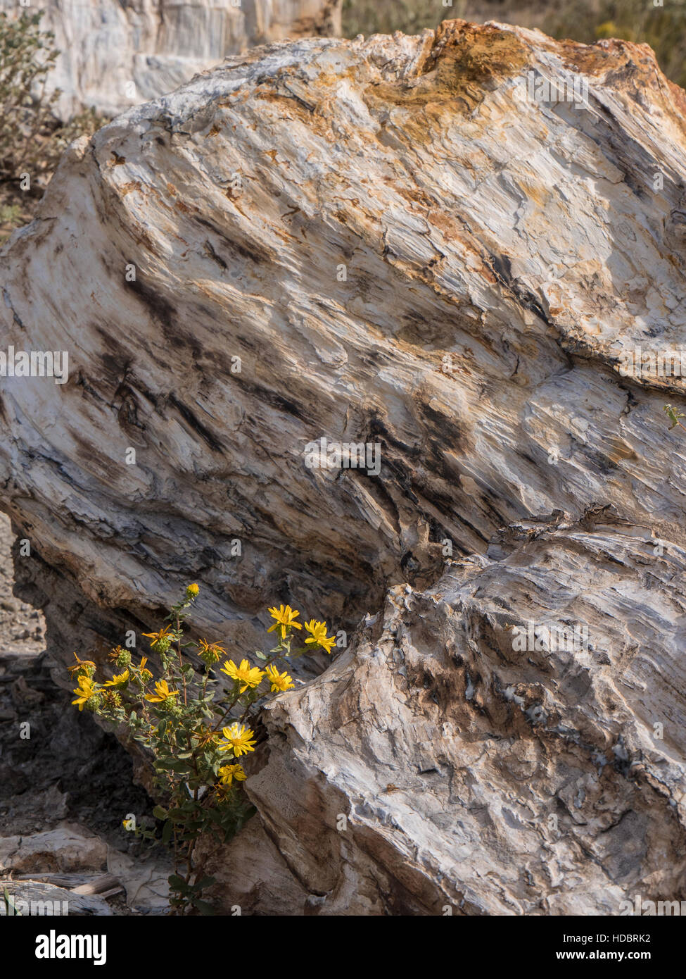 Golden aster and petrified wood, South Petrified Forest, South Unit, Theodore Roosevelt National Park, North Dakota. Stock Photo