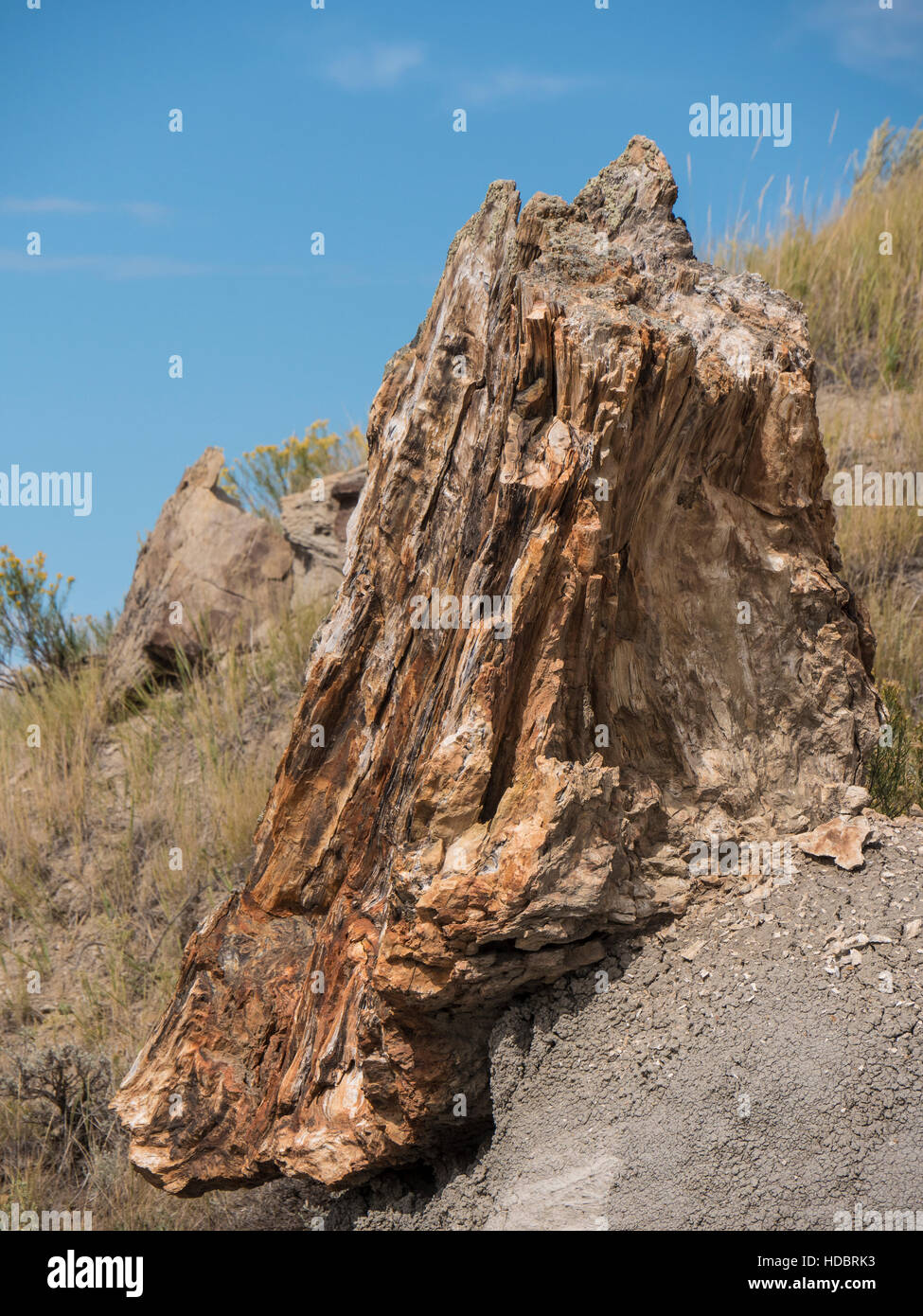 Petrified wood stump, South Petrified Forest, South Unit, Theodore