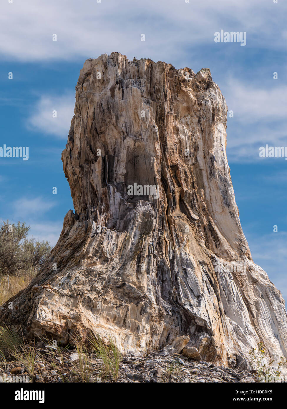 Petrified wood stump, South Petrified Forest, South Unit, Theodore