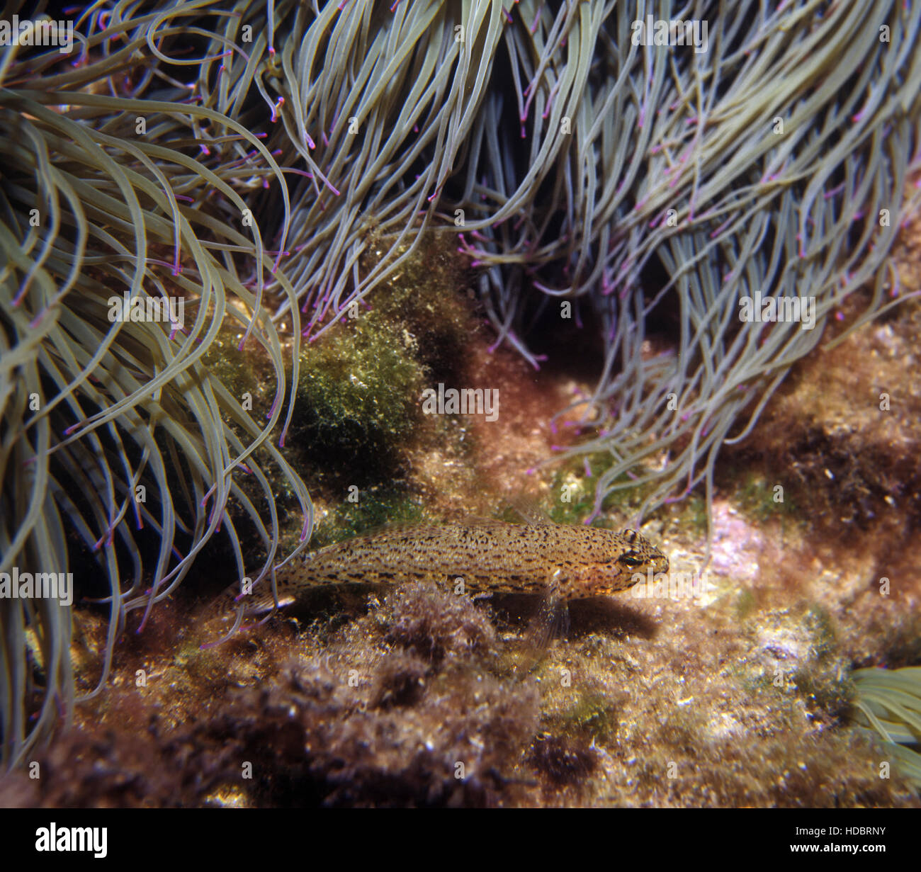 Locks Goby Mediterranean Snakelocks Sea Anemone High Resolution Stock Photography ...