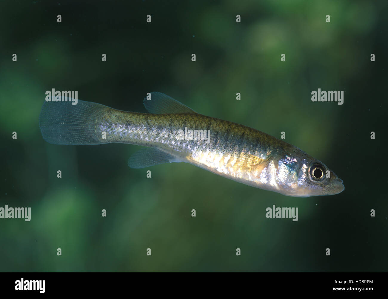 Mummichog High Resolution Stock Photography and Images - Alamy