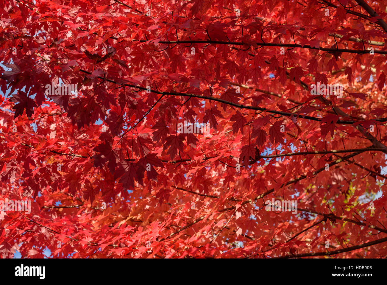 Vibrant fall color, red maple leaves of the tree canopy Stock Photo Alamy
