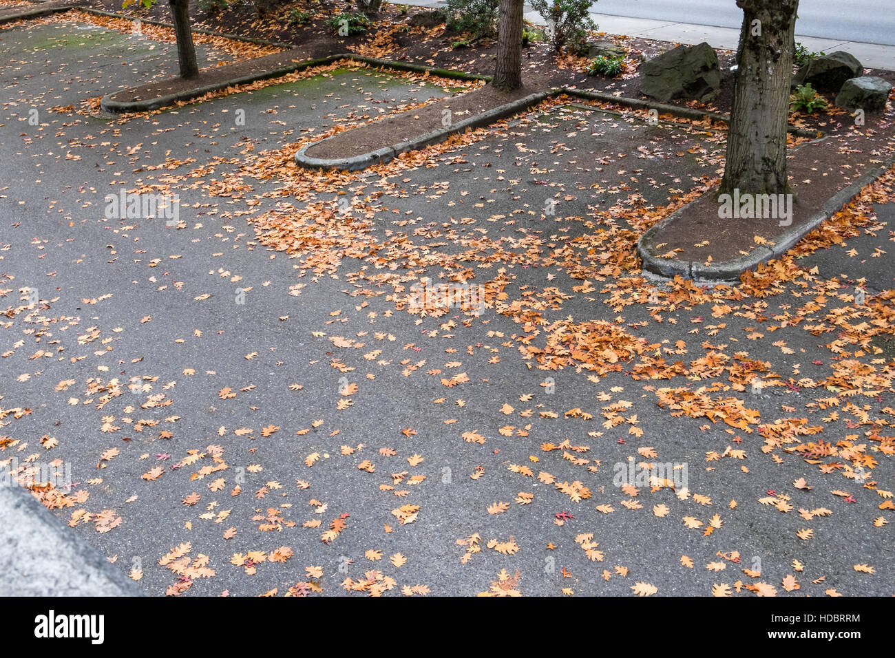 Parking lot in the fall, covered in oak leaves Stock Photo Alamy