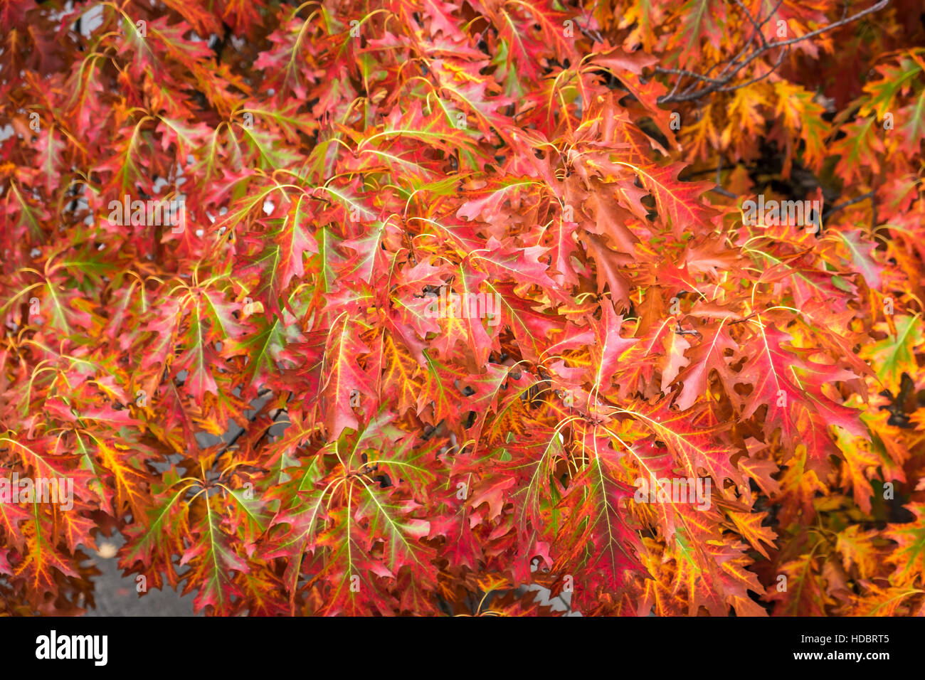 Fall color, close up of an oak tree branch with red and green leaves ...