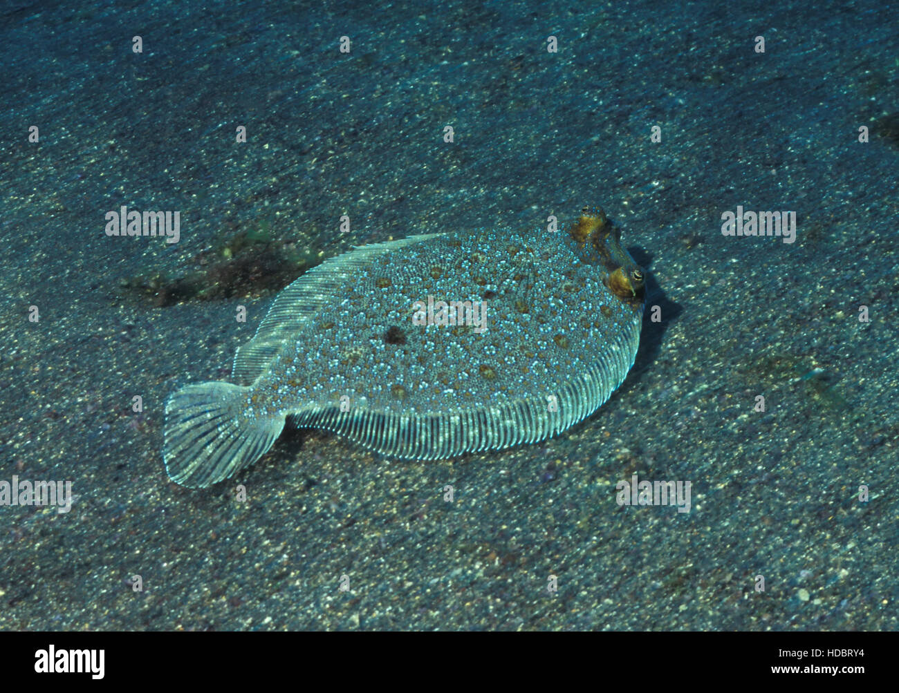 Swimming European Flounder High Resolution Stock Photography and Images