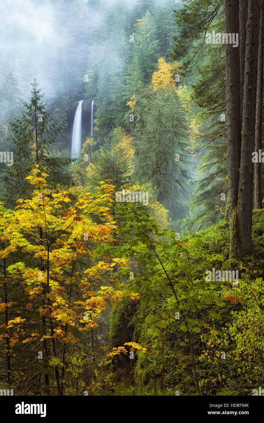 Morning fog drifts by and heavy autumn rains create a double cascade of North Falls at Oregon’s Silver Falls State Park. Stock Photo