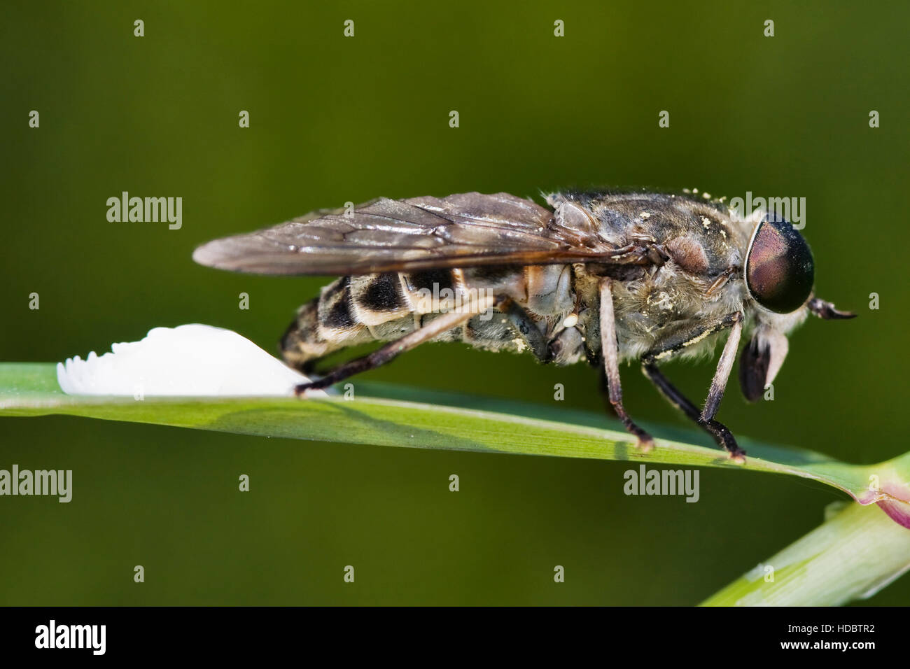 Horsefly hires stock photography and images Alamy
