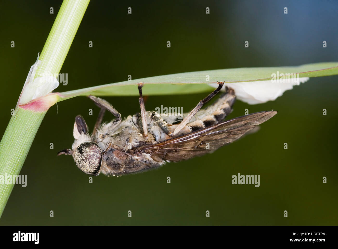 Dark Giant Horsefly (Tabanus sudeticus) laying eggs Stock Photo Alamy