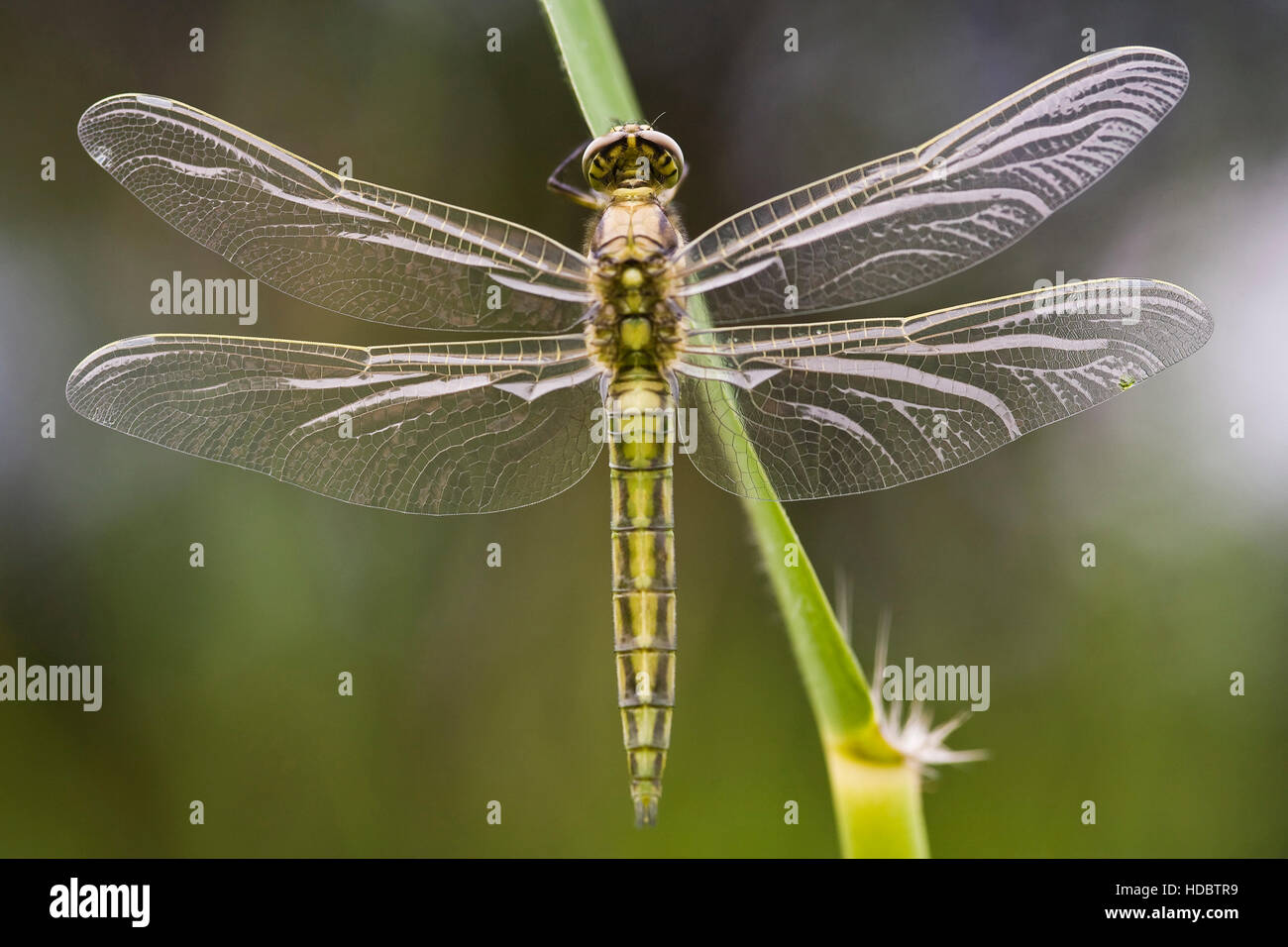 Four-spotted Chaser or Skimmer (Libellula quadrimaculata) shortly after hatching Stock Photo