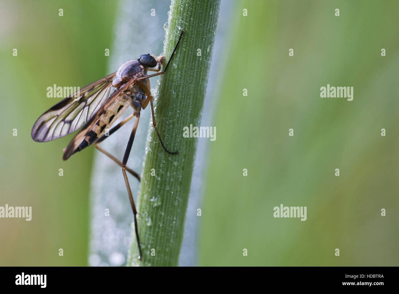 Snipe fly (Rhagio scolopaceus) Stock Photo