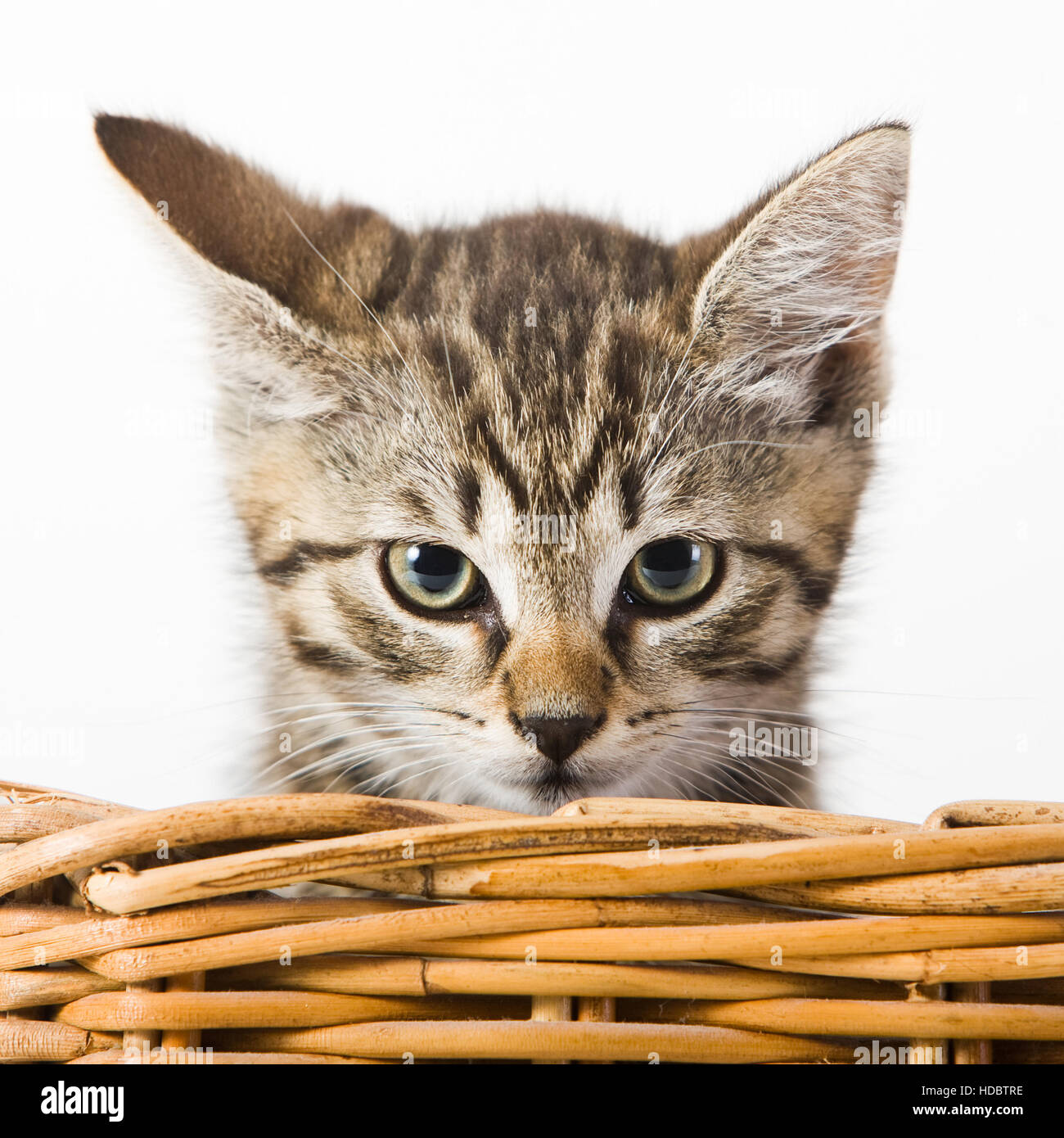 Domestic cat in a basket Stock Photo
