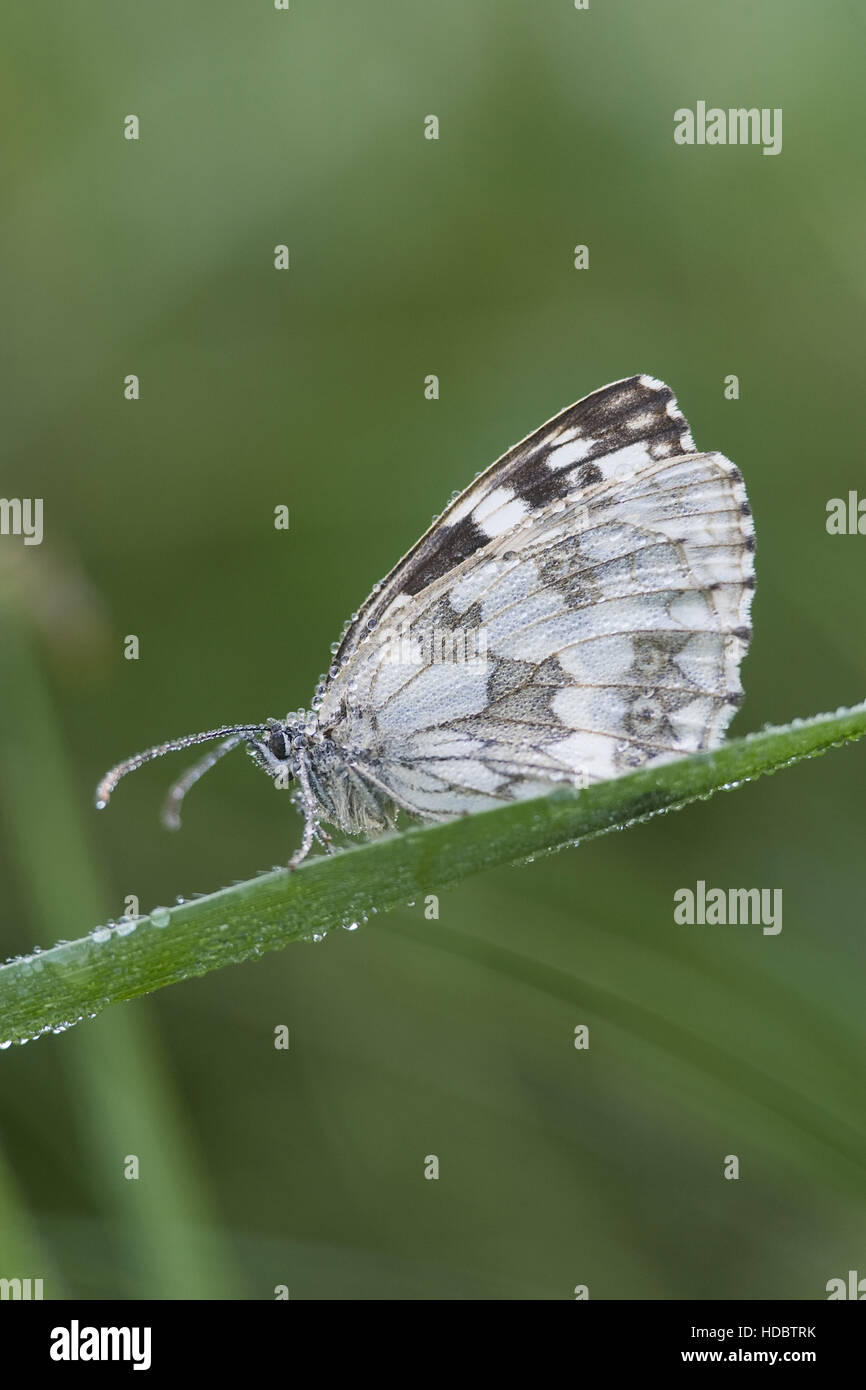 Marbled White (Melanargia galathea) in early morning dew Stock Photo