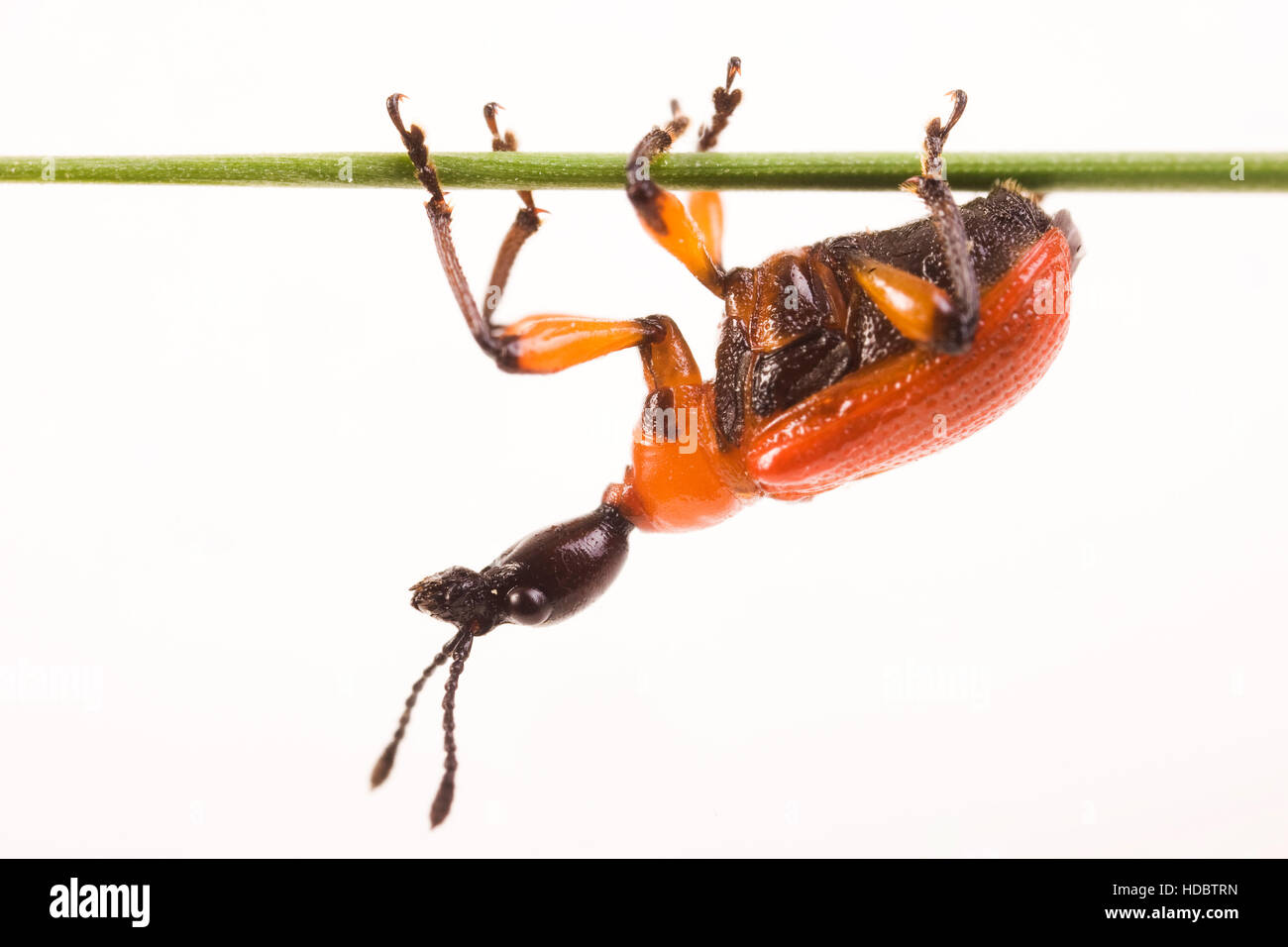 Hazel Leaf-roller (Apoderus coryli) up-side-down on a blade of grass Stock Photo