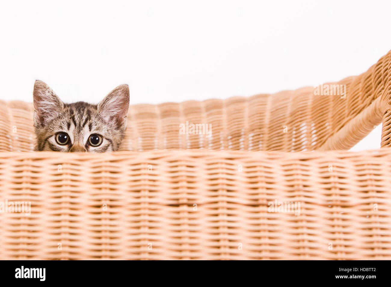 Kitten on a chair Stock Photo