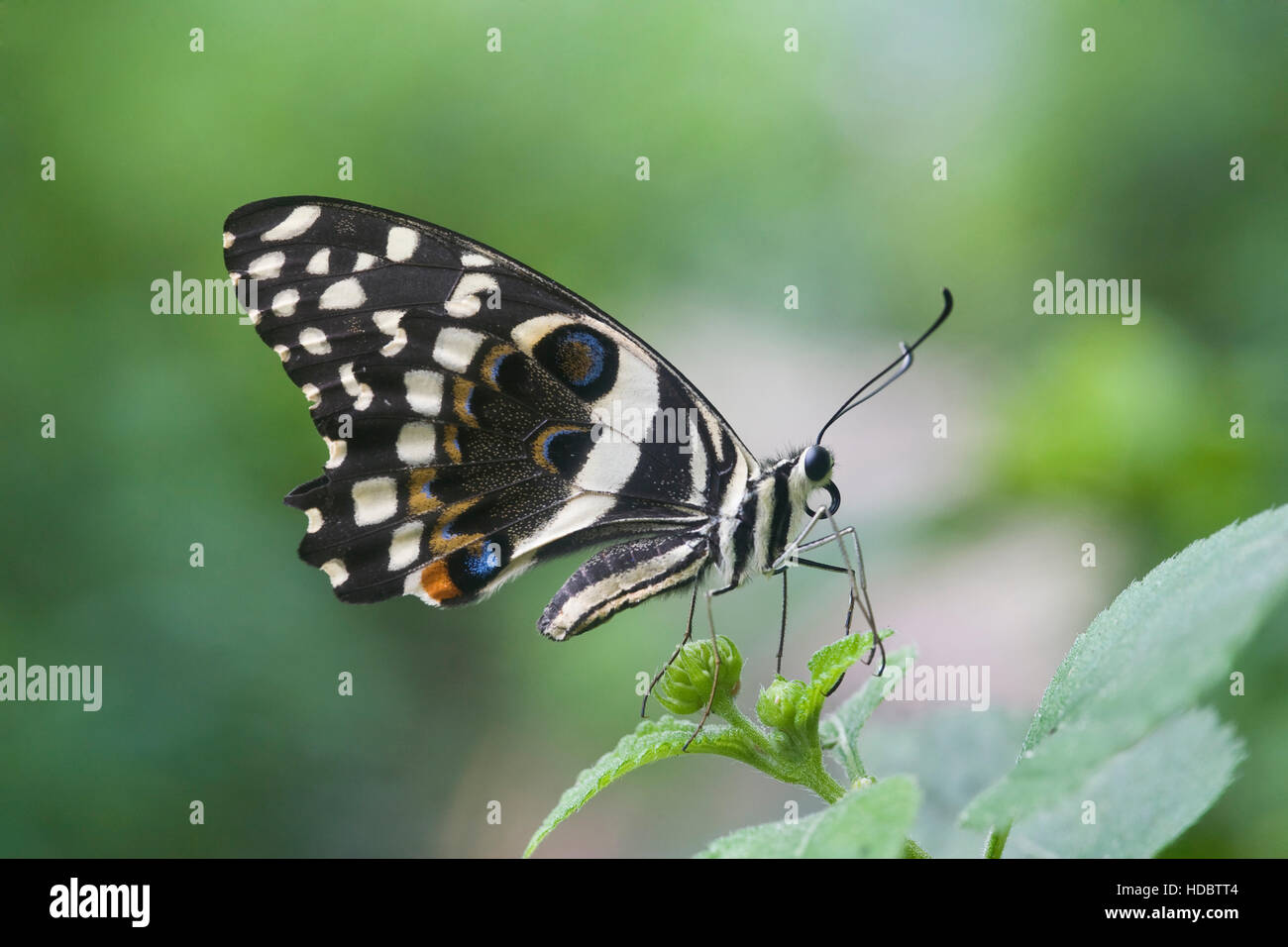 Citrus Swallowtail Butterfly (Papilio demodocus) Stock Photo