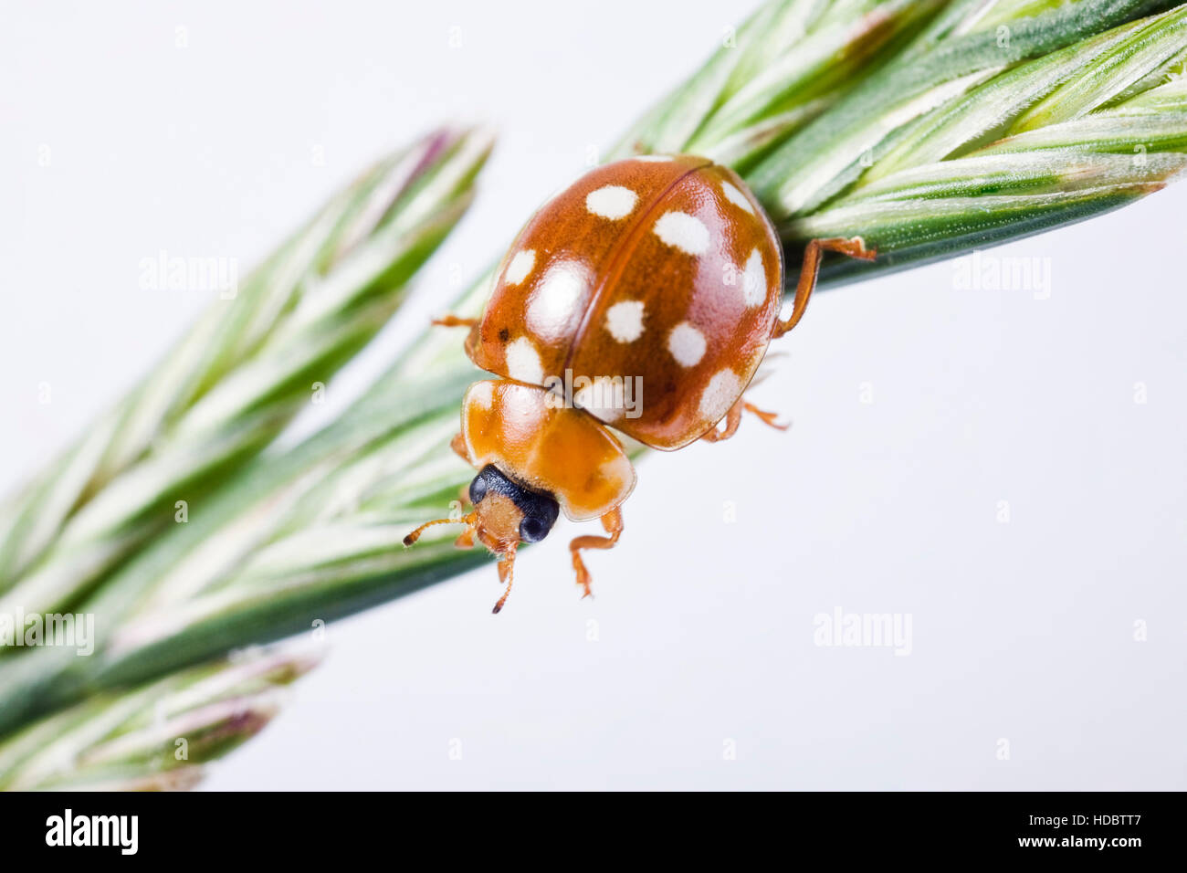 Cream-spotted Ladybird Beetle or Fourteen-spotted Ladybird Beetle (Calvia quatuordecimguttata) Stock Photo