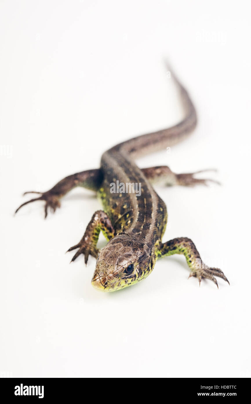 Female Sand Lizard (Lacerta agilis) Stock Photo