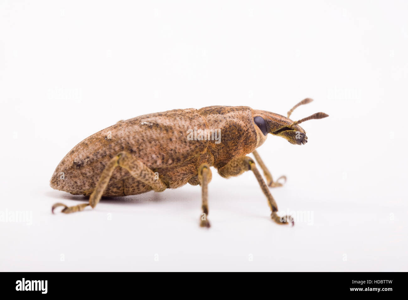 Sluggish Weevil (Cleonus piger) Stock Photo