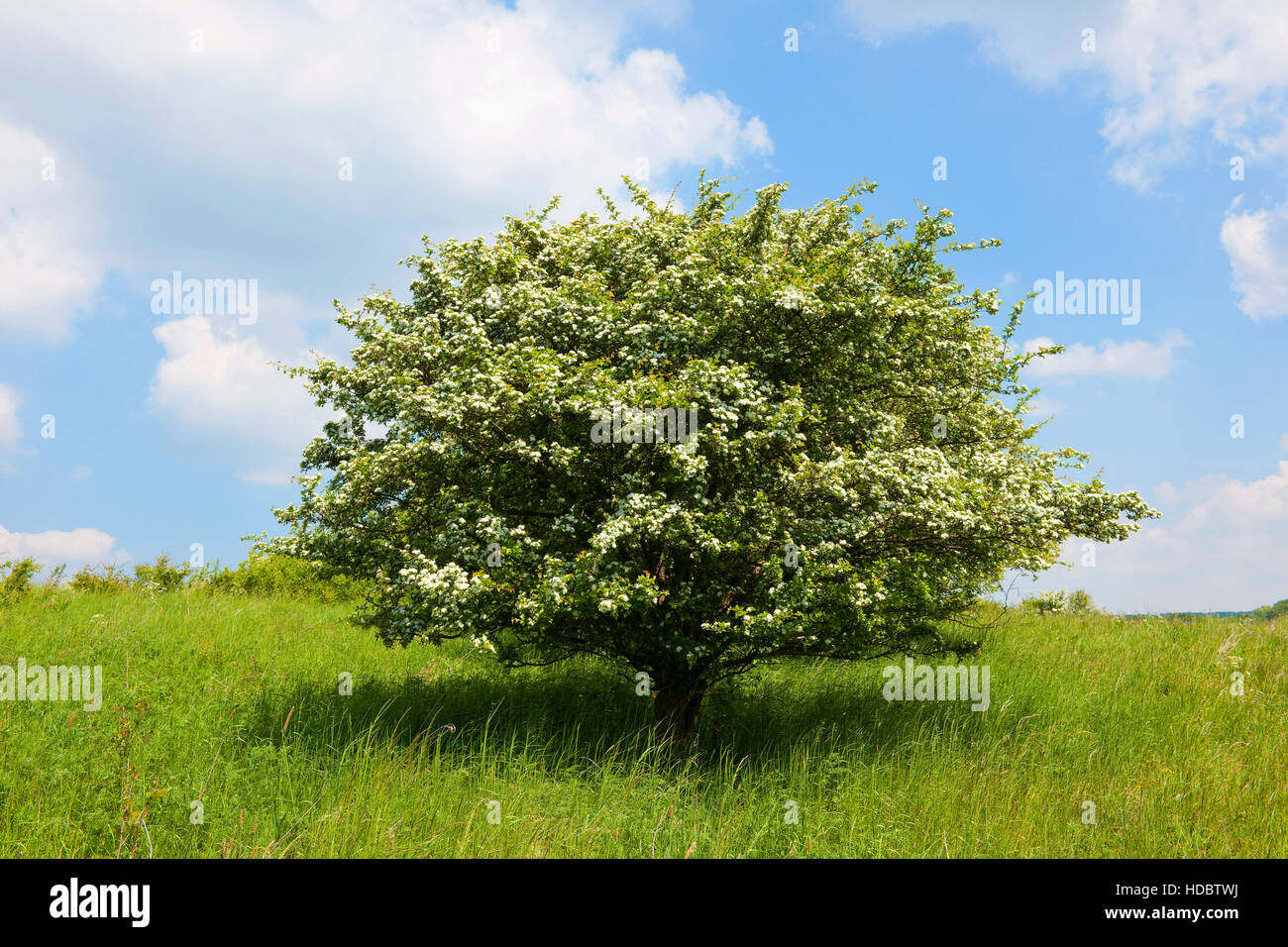 Common hawthorn (Crataegus monogyna), solitary tree, flowering, Thuringia, Germany Stock Photo