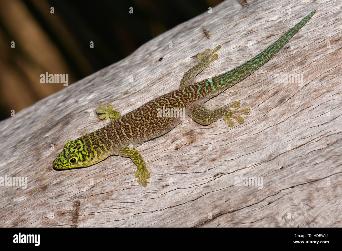 Standing's day gecko (Phelsuma standingi), Zombitse National Park, Southwest, Madagascar Stock Photo