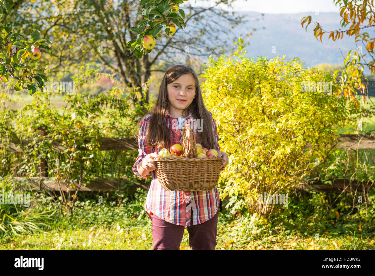 young pre teen girl picking apples in the garden Stock Photo - Alamy