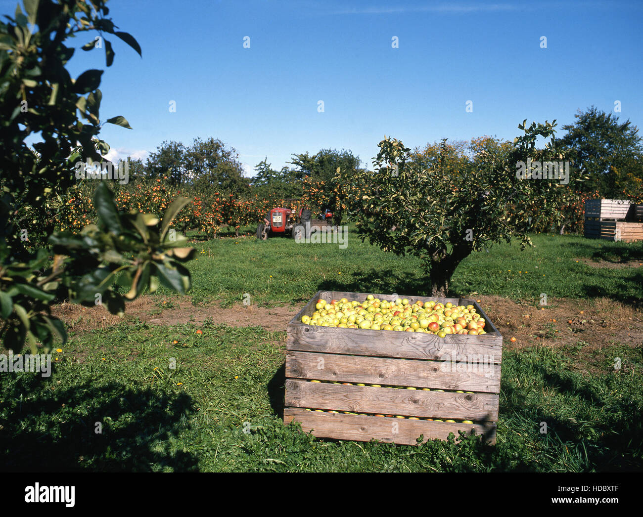 APPLE HARVEST in Skånes Österlen 2014 Stock Photo