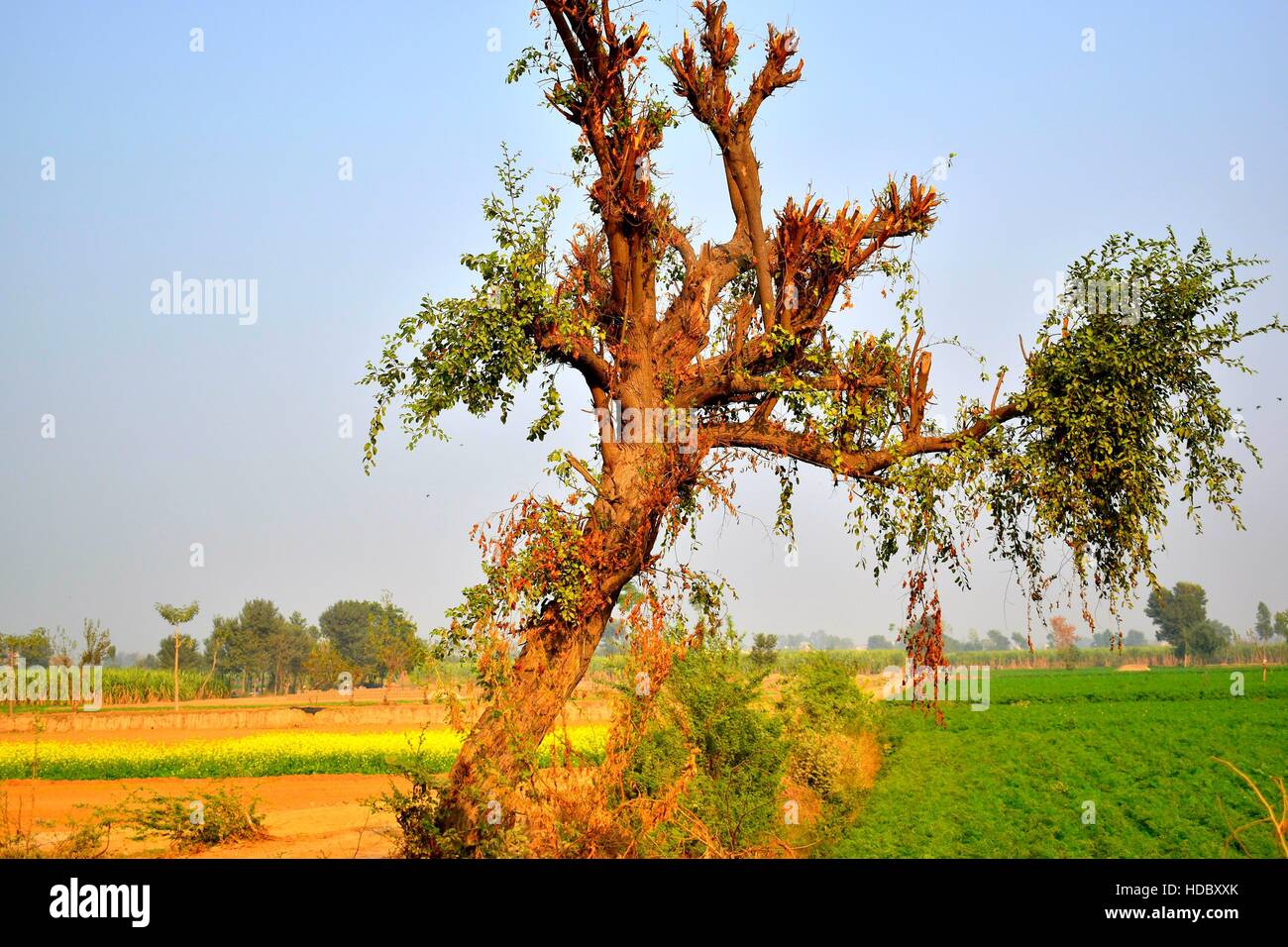 A tree in winter with blue sky Stock Photo - Alamy