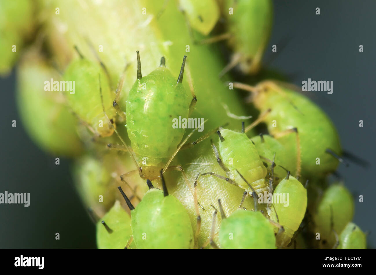Green Aphid Stock Photos & Green Aphid Stock Images Alamy