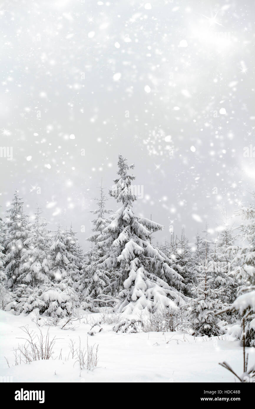 Snow covered pine forest in the mountains Stock Photo - Alamy