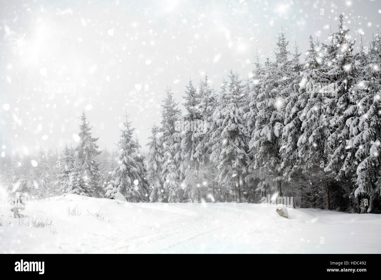 Snow covered pine forest in the mountains Stock Photo - Alamy