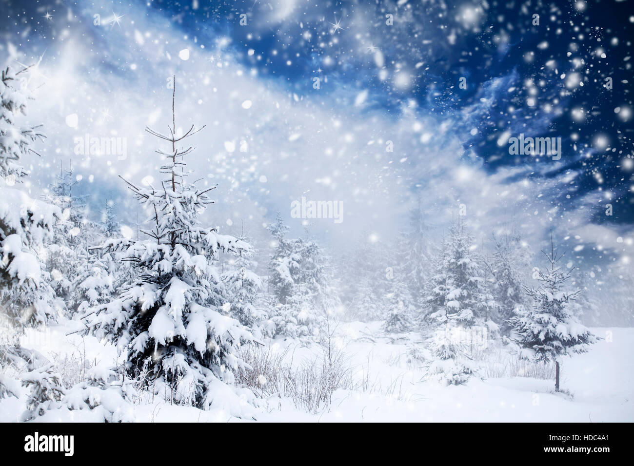 Snow covered pine forest in the mountains Stock Photo - Alamy