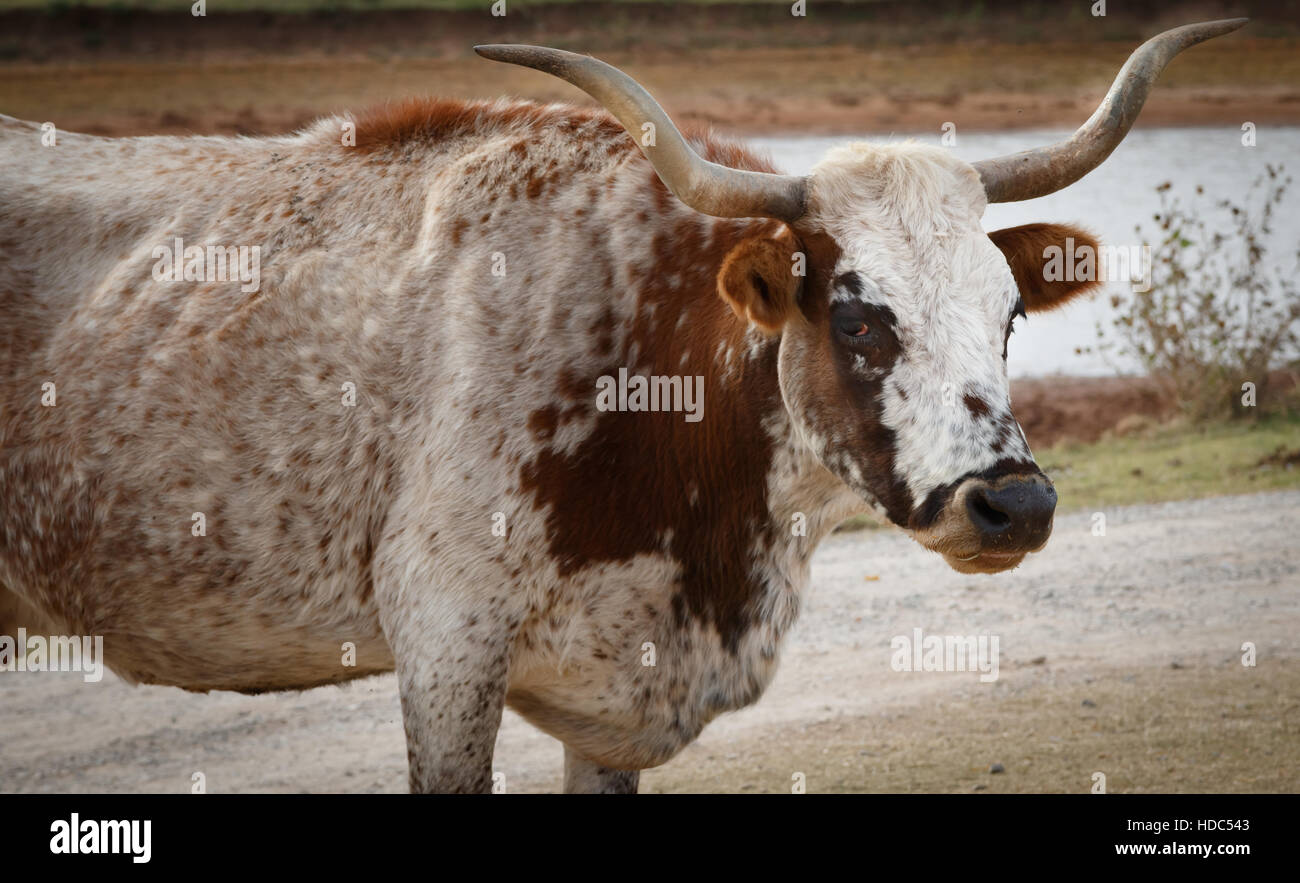A Longhorn steer stares down the camera Stock Photo