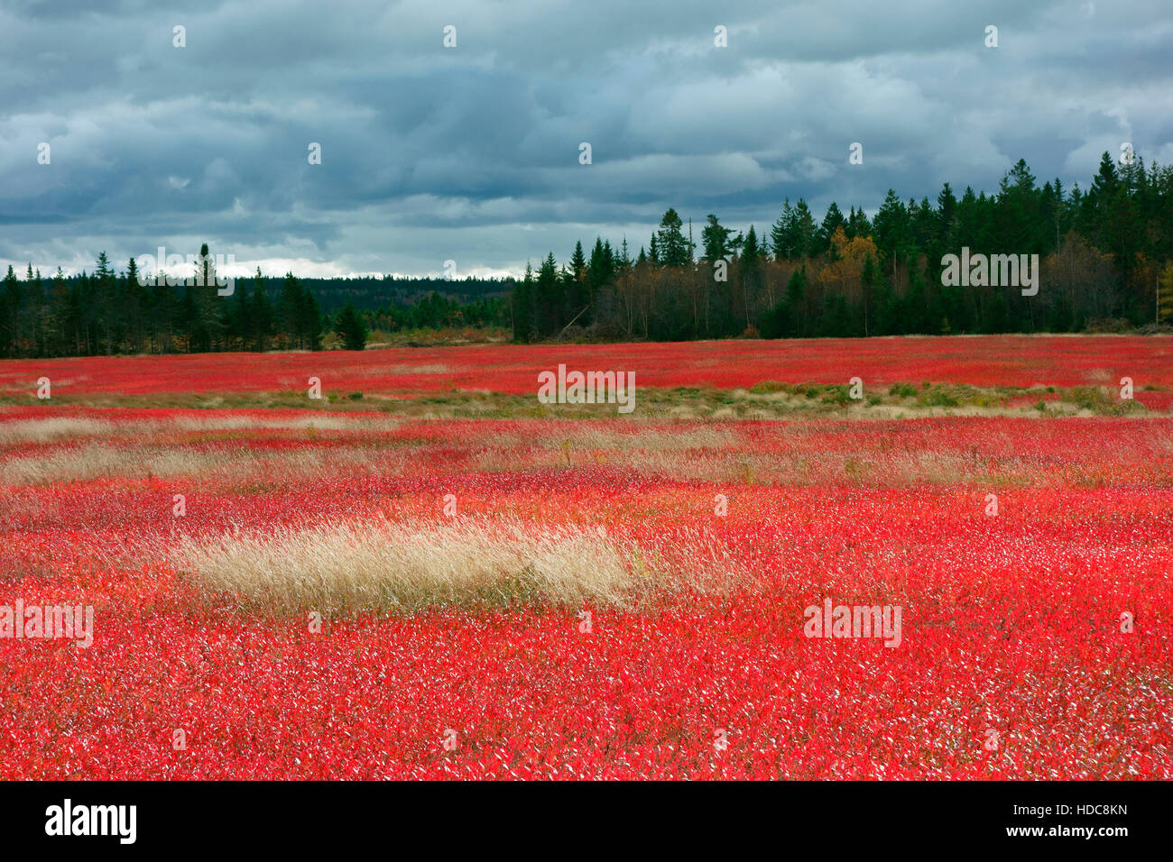 a field of blueberry plants in autumn color in Nova Scotia Stock Photo