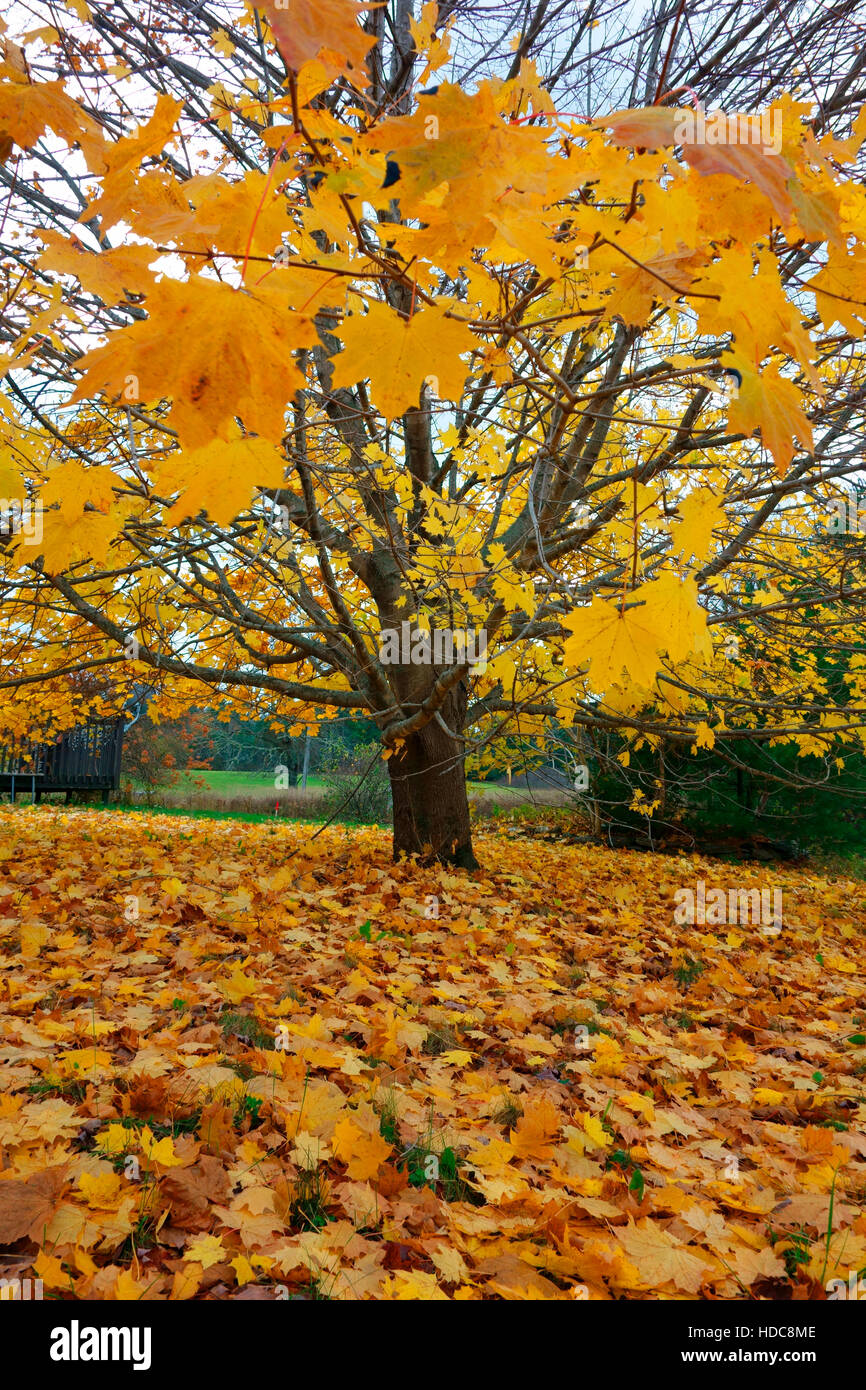 A sugar maple tree in autumn foliage in Nova Scotia, Canada Stock Photo