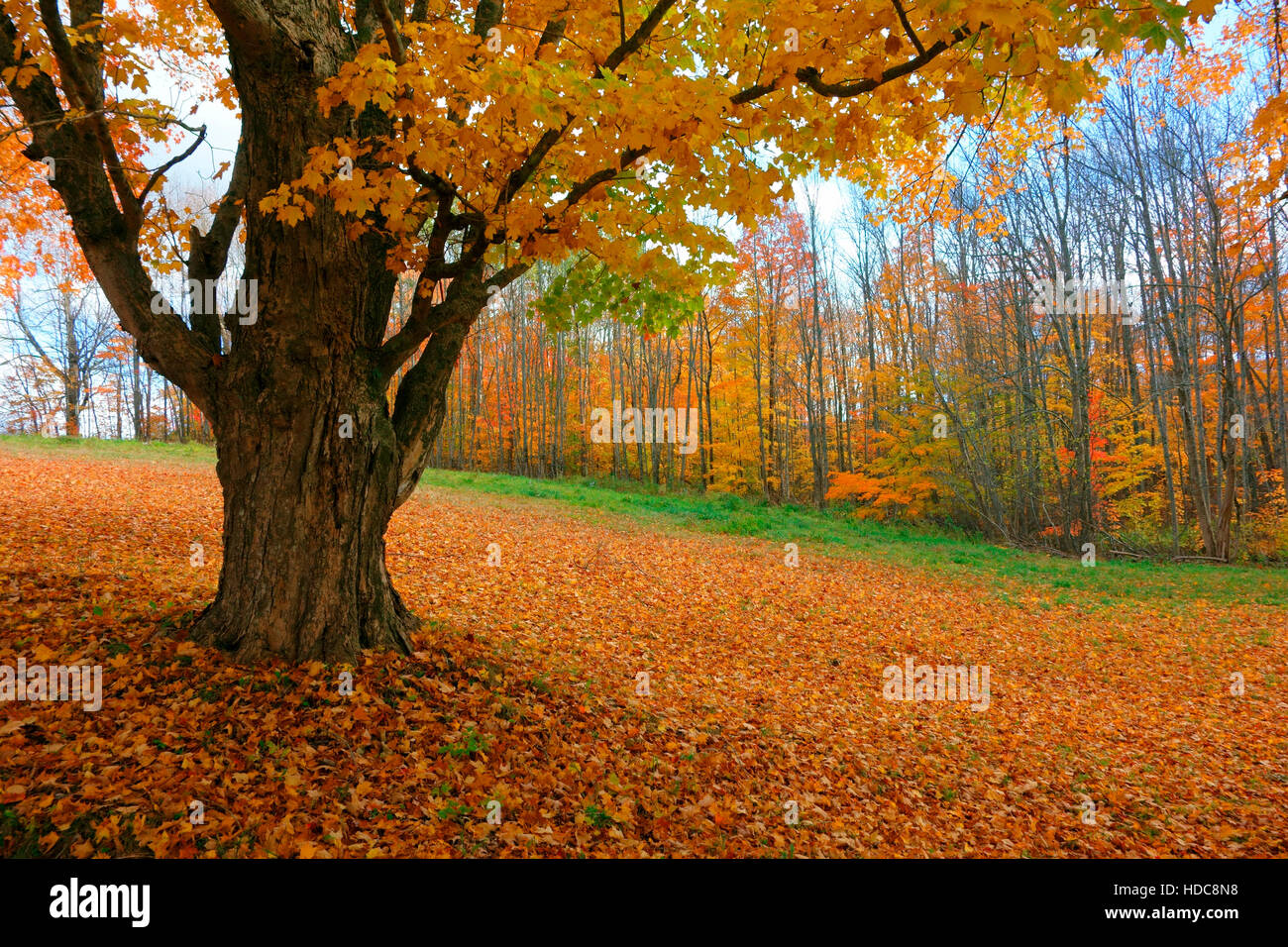 Maple Trees in Canada  The Canadian Encyclopedia