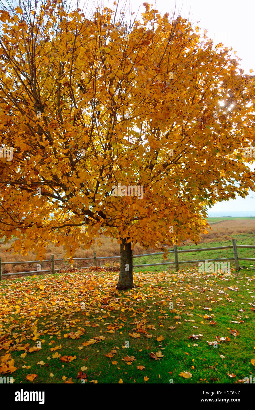 A sugar maple tree in autumn foliage in Nova Scotia, Canada Stock Photo