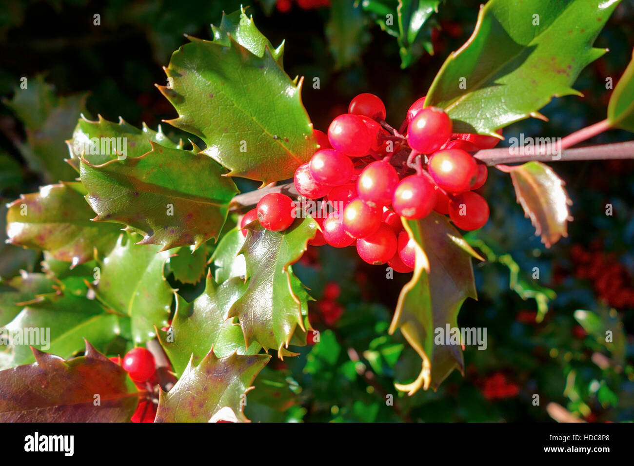 holly berry shrub Stock Photo Alamy