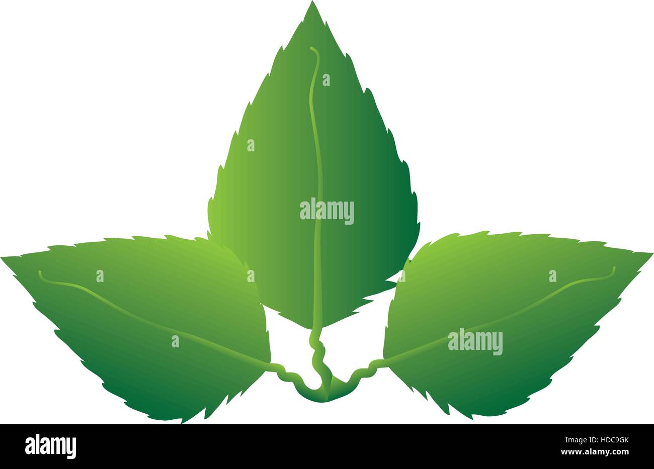 leafs plant ecology icon vector illustration design Stock Vector Image ...
