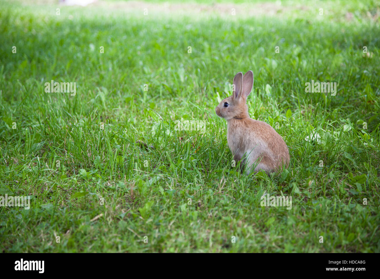 Cute rabbit on the grass Stock Photo - Alamy