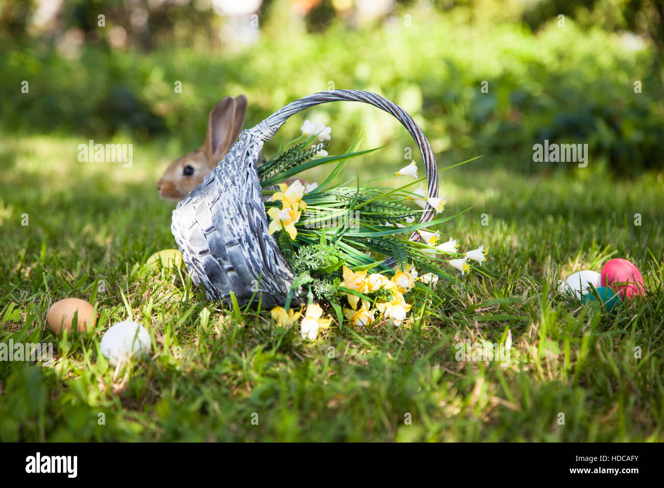 Cute rabbit on the grass Stock Photo - Alamy
