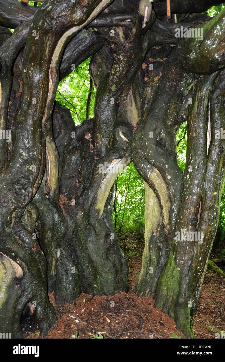 misshapen tree Stock Photo