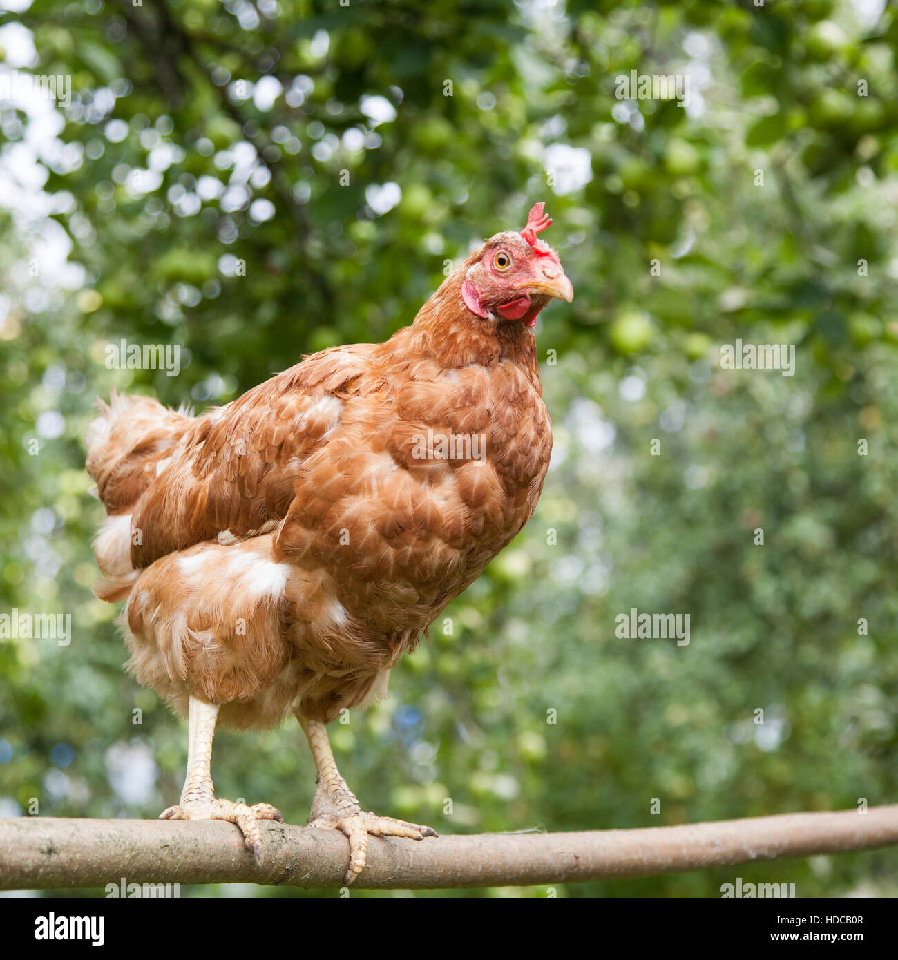 Brown shaver chickens hi-res stock photography and images - Alamy