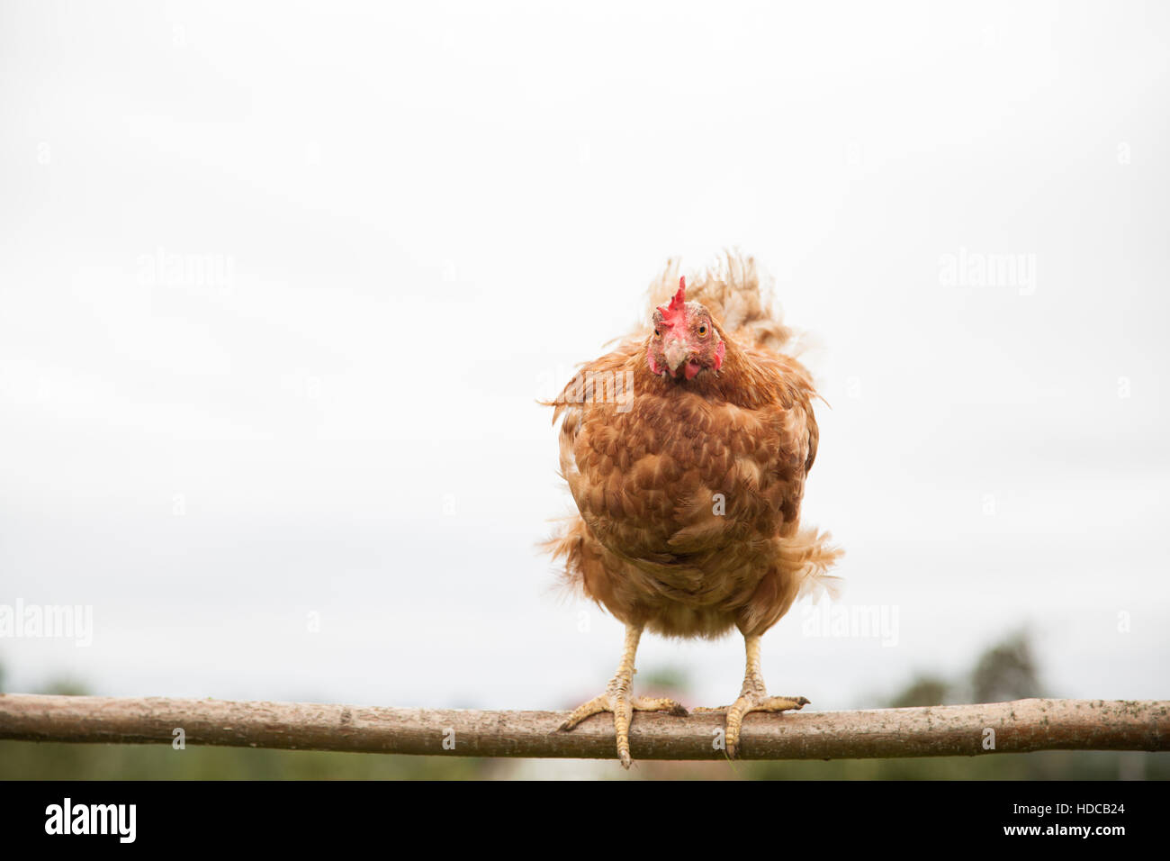 Young hen on the perch Stock Photo