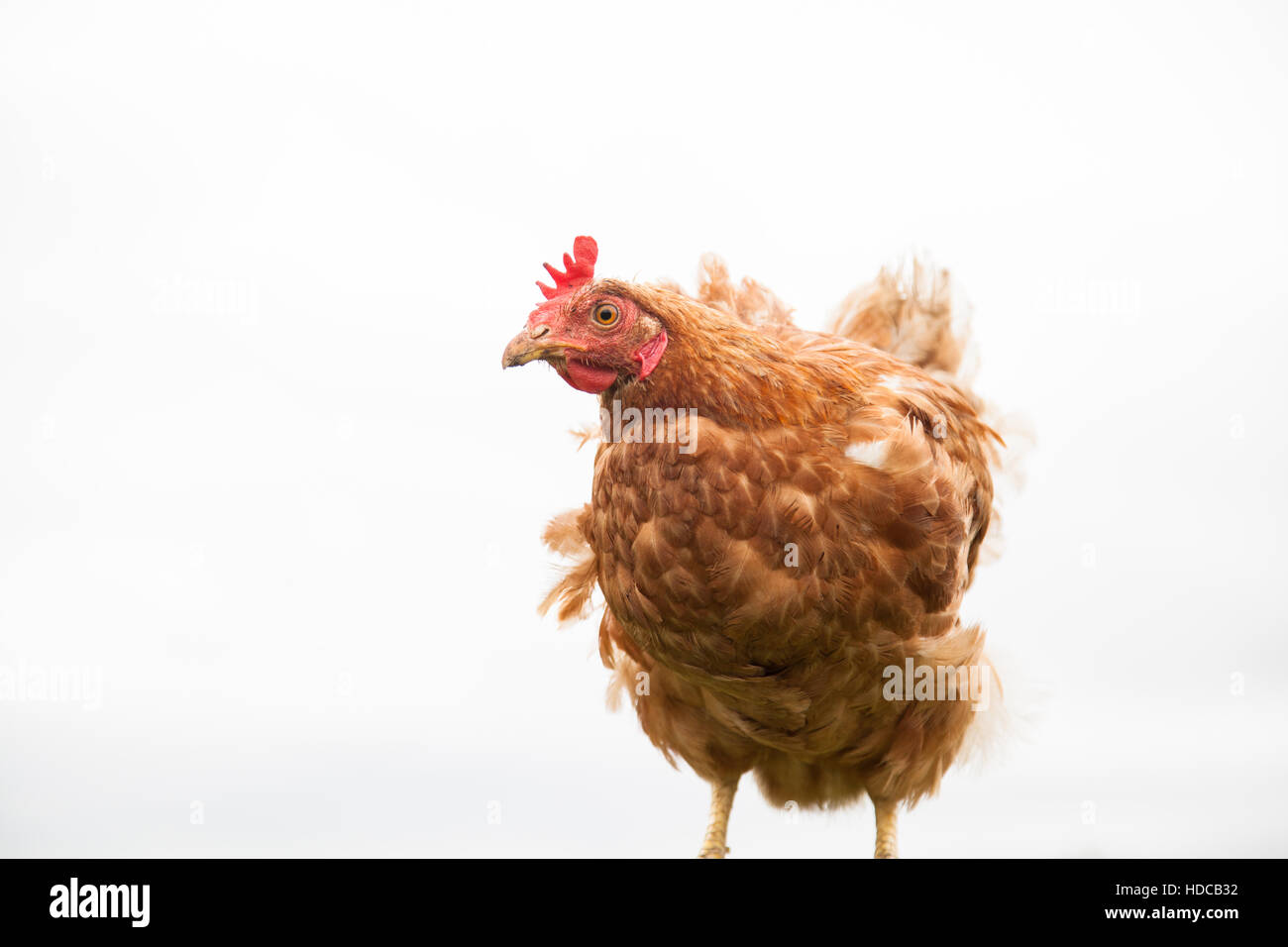 Young hen on the perch Stock Photo - Alamy