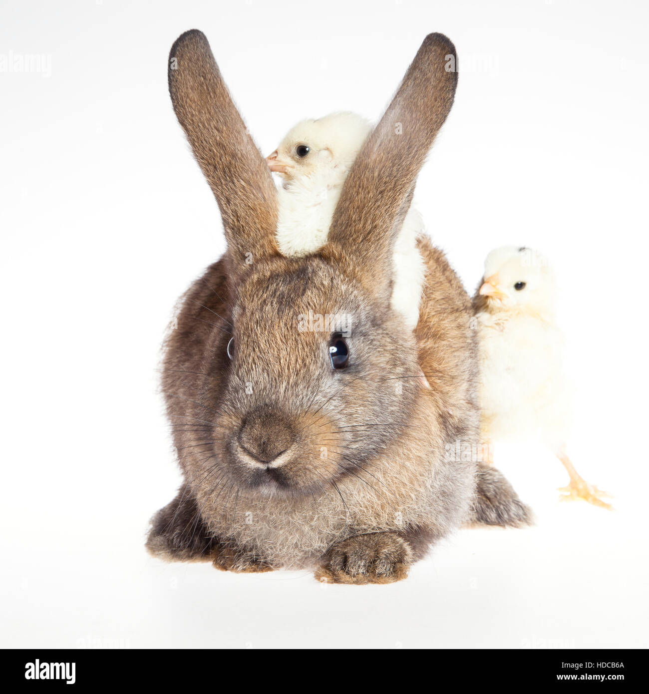 Happy Easter . Rabbit and chicks. Stock Photo