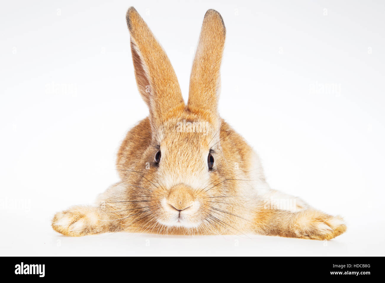 Bunny rabbit on the white background Stock Photo - Alamy